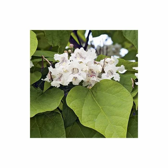 Catalpa bignonioides 'Aurea | Golden Indian Bean Tree | 9L Pot | 120-150cm 4 Catalpa bignonioides 'Aurea | Golden Indian Bean Tree | 9L Pot | 120-150cm - Image 2