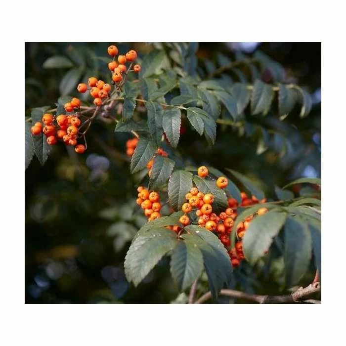 Sorbus 'Apricot Queen' | Rowan Tree | Bare Root | 120-150cm 2 Sorbus 'Apricot Queen' | Rowan Tree | Bare Root | 120-150cm