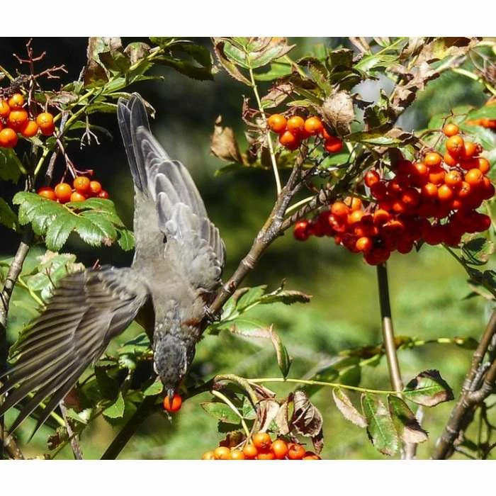 Sorbus 'Apricot Queen' | Rowan Tree | Bare Root | 120-150cm 3 Sorbus 'Apricot Queen' | Rowan Tree | Bare Root | 120-150cm - Image 2
