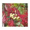 Sorbus discolor | Rowan Tree 2 Sorbus discolor | Rowan Tree -Cheap July Plants Store TR0504 main image a2f7