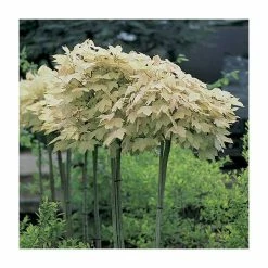 Acer pseudoplatanus 'Brilliantissimum' | Sycamore Tree | 12L Pot | 150-180cm | By Frank P Matthews 11 Acer pseudoplatanus 'Brilliantissimum' | Sycamore Tree | 12L Pot | 150-180cm | By Frank P Matthews -Cheap July Plants Store TR071112L add image 1 225f