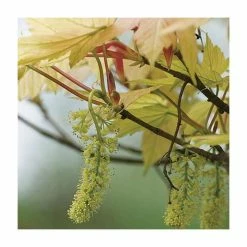 Acer pseudoplatanus 'Brilliantissimum' | Sycamore Tree | 12L Pot | 150-180cm | By Frank P Matthews 12 Acer pseudoplatanus 'Brilliantissimum' | Sycamore Tree | 12L Pot | 150-180cm | By Frank P Matthews -Cheap July Plants Store TR071112L add image 2 8a9b