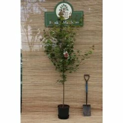 Acer pseudoplatanus 'Brilliantissimum' | Sycamore Tree | 12L Pot | 150-180cm | By Frank P Matthews 14 Acer pseudoplatanus 'Brilliantissimum' | Sycamore Tree | 12L Pot | 150-180cm | By Frank P Matthews -Cheap July Plants Store TR071112L add image 4 f8bb