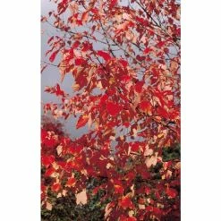 Acer pseudoplatanus 'Brilliantissimum' | Sycamore Tree | 12L Pot | 150-180cm | By Frank P Matthews 15 Acer pseudoplatanus 'Brilliantissimum' | Sycamore Tree | 12L Pot | 150-180cm | By Frank P Matthews -Cheap July Plants Store TR071112L add image 5 4956