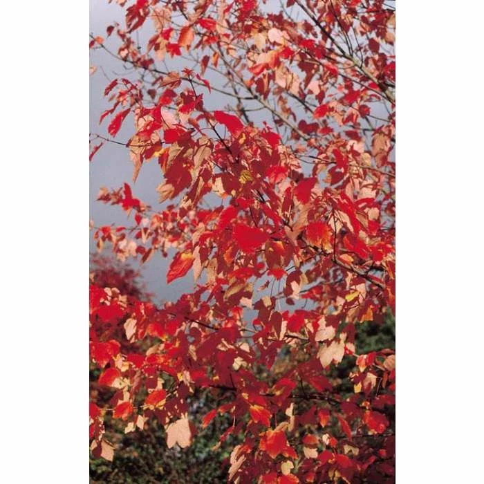 Acer pseudoplatanus 'Brilliantissimum' | Sycamore Tree | 12L Pot | 150-180cm | By Frank P Matthews 9 Acer pseudoplatanus 'Brilliantissimum' | Sycamore Tree | 12L Pot | 150-180cm | By Frank P Matthews - Image 7