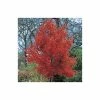 Acer rubrum 'October Glory' | Red Maple Tree | 12L Pot | 150-180cm | By Frank P Matthews -Cheap July Plants Store TR071212L main image 2255