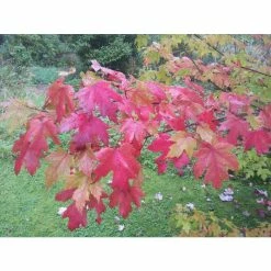Acer × freemanii Autumn Blaze ('Jeffersred') | Freeman Maple Tree | 12L Pot | 150-180cm | By Frank P Matthews -Cheap July Plants Store TR1165 add image 1 6253