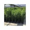4ft Bay Bush | 5L Pot 1 4ft Bay Bush | 5L Pot -Cheap July Plants Store TR1229 main image 1135