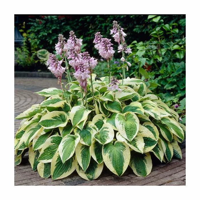 20-50cm Hosta 'Wide Brim' | 1L Pot 3 20-50cm Hosta 'Wide Brim' | 1L Pot