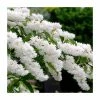 0.6-1.6ft Deutzia Scabra | Bare Root 1 0.6-1.6ft Deutzia Scabra | Bare Root -Cheap July Plants Store TR1308 main image e25a