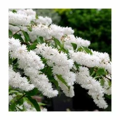 0.6-1.6ft Deutzia Scabra | Bare Root