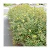 0.6-1.6ft St John's Wort | Bare Root | Hypericum Inodorum 1 0.6-1.6ft St John's Wort | Bare Root | Hypericum Inodorum -Cheap July Plants Store TR1310 main image 5735