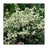 0.6-1.6ft Mock Orange | Bare Root | Philadelphus Virginal 1 0.6-1.6ft Mock Orange | Bare Root | Philadelphus Virginal -Cheap July Plants Store TR1312 main image cdf6