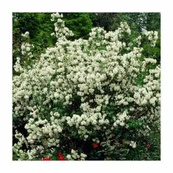 0.6-1.6ft Mock Orange | Bare Root | Philadelphus Virginal