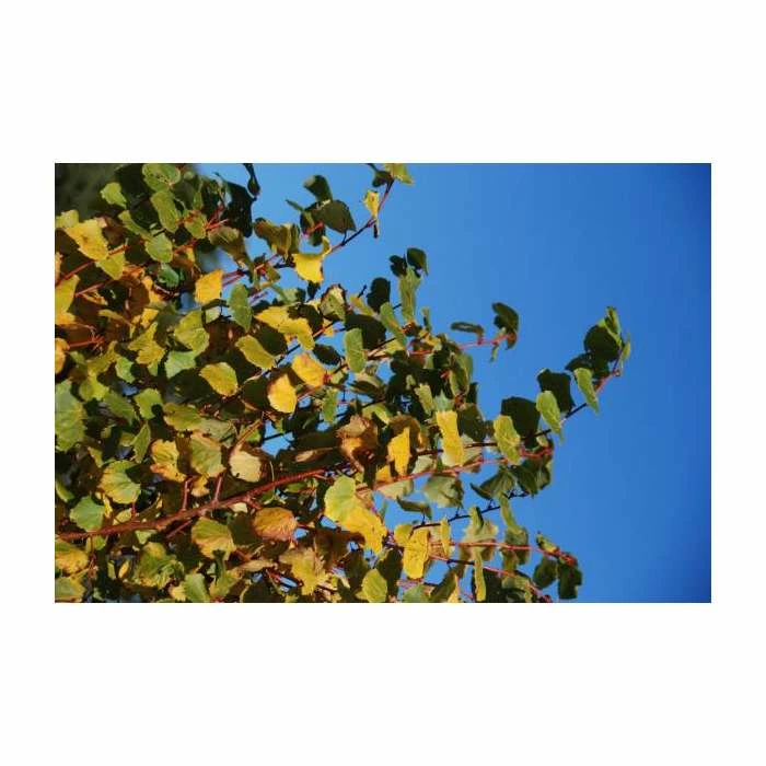 Tilia cordata 'Winter Orange' | Lime Tree | 7L Pot | 120-150cm | By Frank P Matthews 3 Tilia cordata 'Winter Orange' | Lime Tree | 7L Pot | 120-150cm | By Frank P Matthews