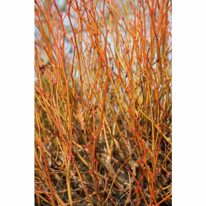 Tilia cordata 'Winter Orange' | Lime Tree | 7L Pot | 120-150cm | By Frank P Matthews 4 Tilia cordata 'Winter Orange' | Lime Tree | 7L Pot | 120-150cm | By Frank P Matthews - Image 2