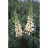 Aesculus parviflora | Bottlebrush Buckeye | 12L Pot | 150-180cm | By Frank P Matthews 2 Aesculus parviflora | Bottlebrush Buckeye | 12L Pot | 150-180cm | By Frank P Matthews -Cheap July Plants Store TR1410 main image 7119