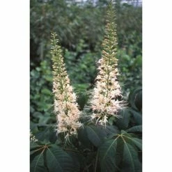 Aesculus parviflora | Bottlebrush Buckeye | 12L Pot | 150-180cm | By Frank P Matthews
