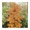 Fagus sylvatica | Common Beech Tree | 12L Pot | 150-180cm | By Frank P Matthews 2 Fagus sylvatica | Common Beech Tree | 12L Pot | 150-180cm | By Frank P Matthews -Cheap July Plants Store TR9041 main image c32f