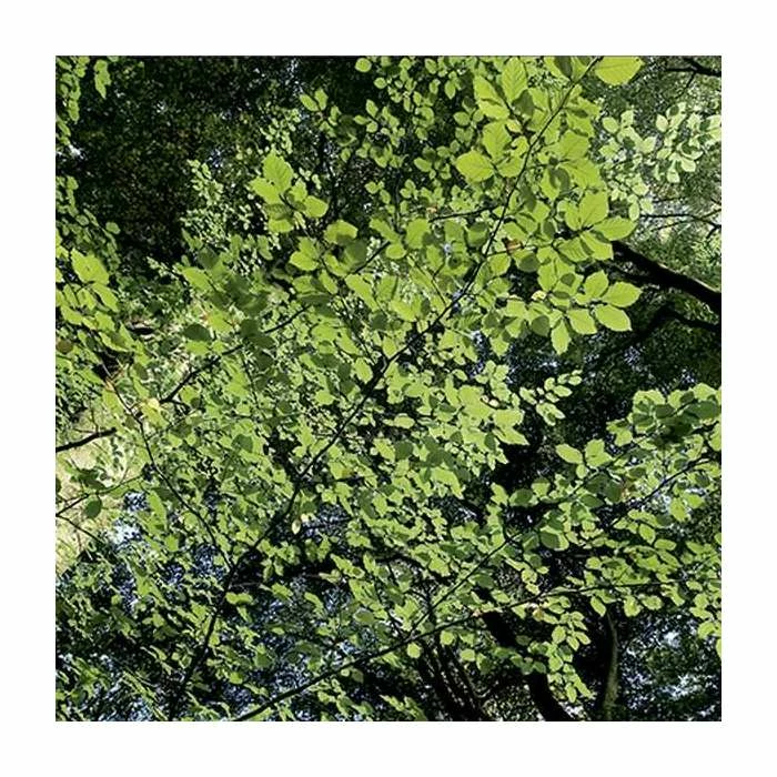 Fagus sylvatica | Common Beech Tree | 12L Pot | 150-180cm | By Frank P Matthews 4 Fagus sylvatica | Common Beech Tree | 12L Pot | 150-180cm | By Frank P Matthews - Image 2