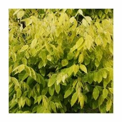 Sophora japonica ‘Gold Standard’ | Japanese Pagoda Tree | 12L Pot Top Worked at 100cm | 150-180cm | By Frank P Matthews