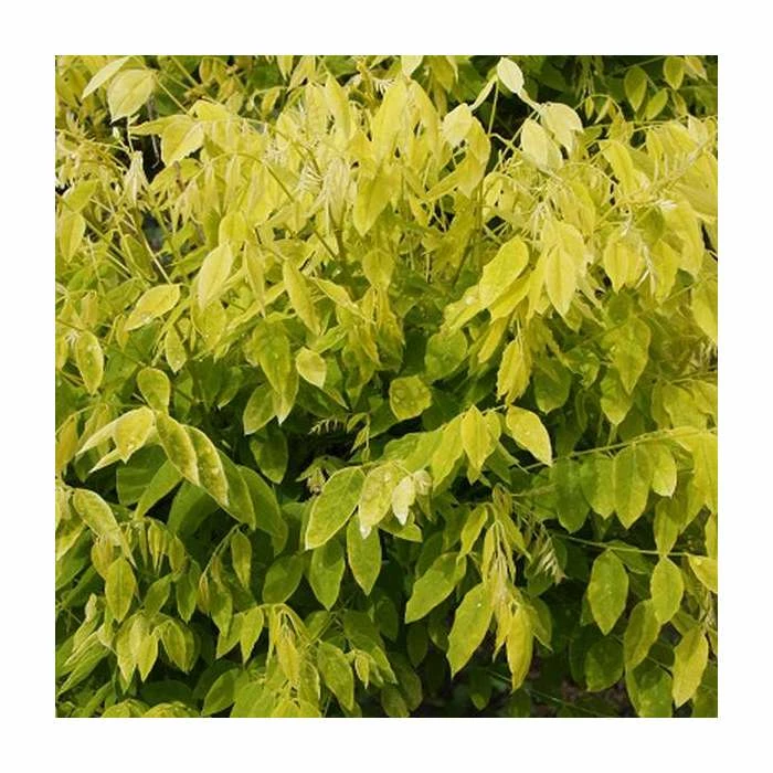 Sophora japonica ‘Gold Standard’ | Japanese Pagoda Tree | 12L Pot Top Worked at 100cm | 150-180cm | By Frank P Matthews 3 Sophora japonica ‘Gold Standard’ | Japanese Pagoda Tree | 12L Pot Top Worked at 100cm | 150-180cm | By Frank P Matthews