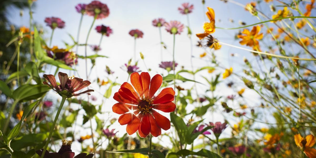 Cheap July Plants Store -Cheap July Plants Store beautiful wild flowers in a meadow royalty free image 168356105 1556456295